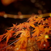 下鴨神社、糺の森の紅葉
