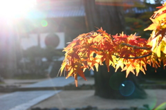 紅葉