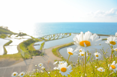 田植の季節