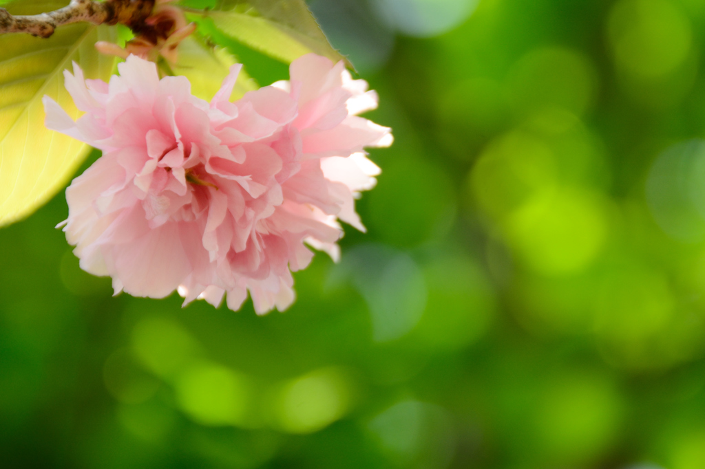 八重桜