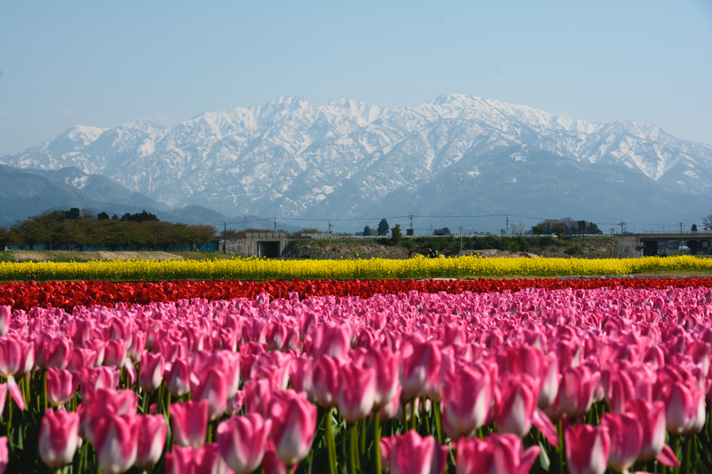 北アルプスと花のコラボ