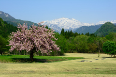 八重桜と北アルプス