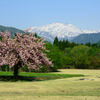八重桜と北アルプス