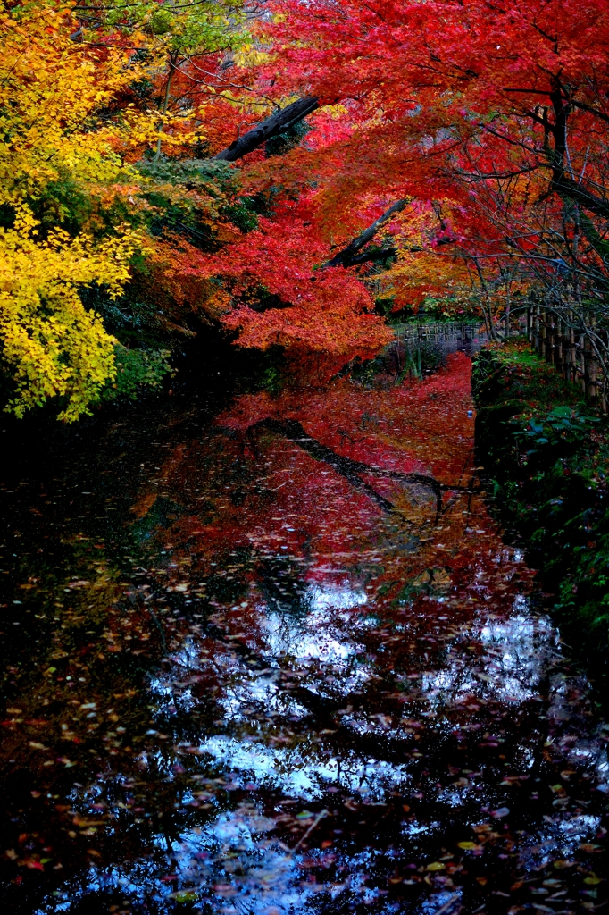 色とりどり