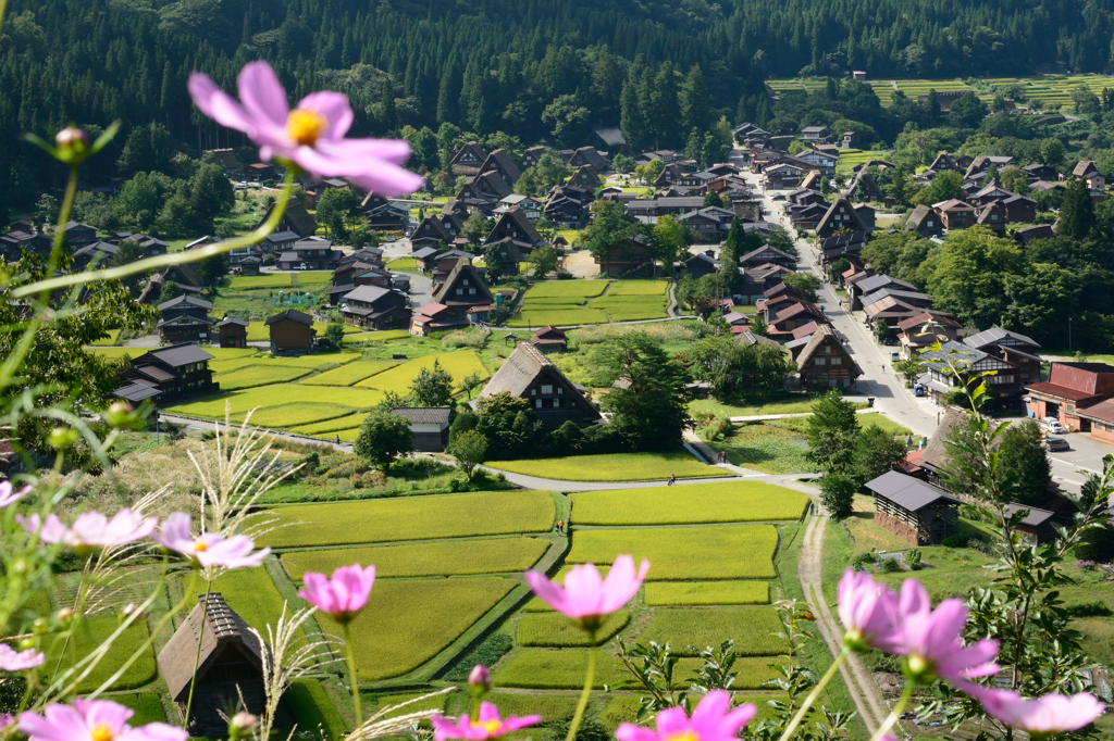 秋桜と