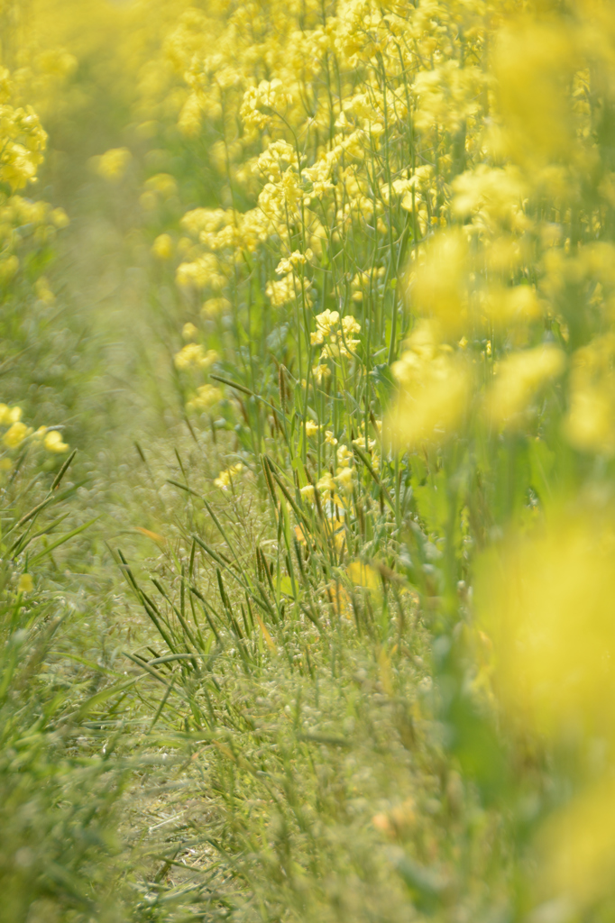 菜の花畑