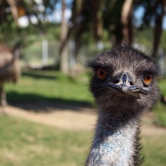 ダチョウじゃないよエミューだよ
