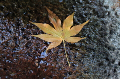 一葉