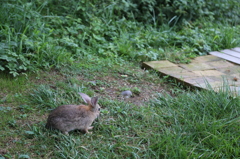 何か狙ってる？