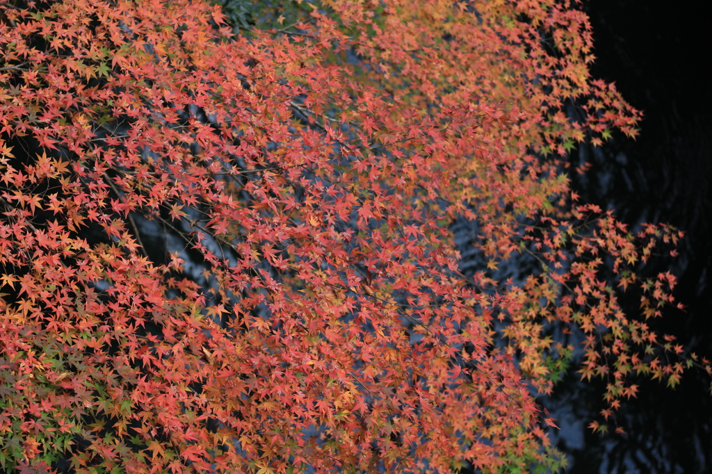 IMG_0212