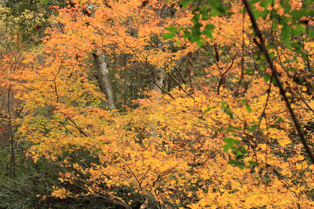 登山中の紅葉