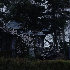 　2015/04/05 桜