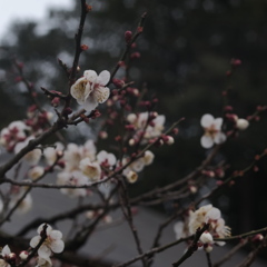 2015_0308 偕楽園の梅