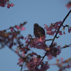 2015　桜　と鳥