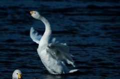 　白鳥　鮫川