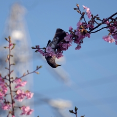 2015_03_21 河津さくら　と鳥　と煙突