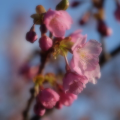 　桜と煙突