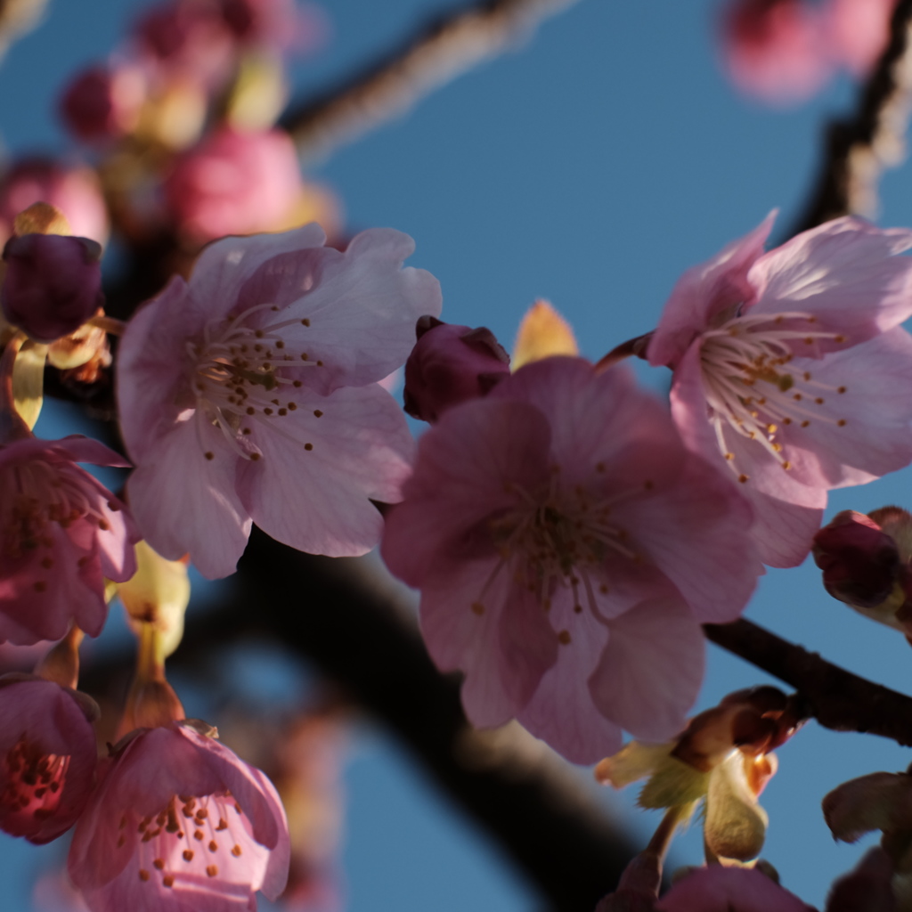 河津桜　いわき市