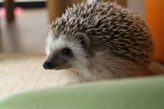 ハリーちゃん