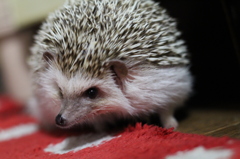 ん(ﾒ・ん・)？