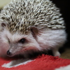 ん(ﾒ・ん・)？