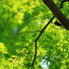 暑い夏