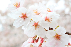 雨の日の桜