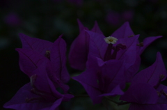 DSC_0998