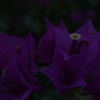 DSC_0998