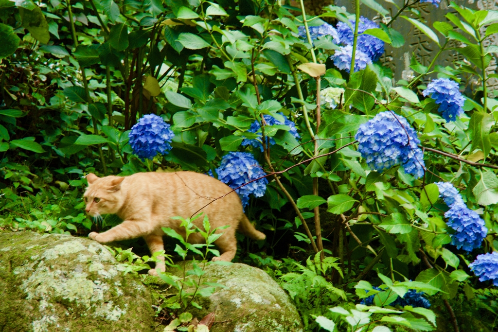 紫陽花と猫 By 忠太郎 Id 写真共有サイト Photohito