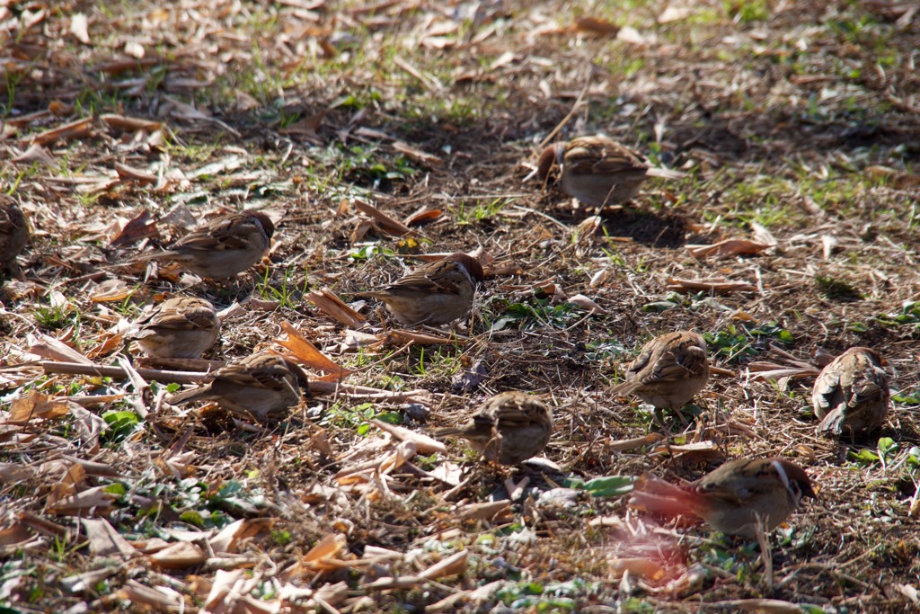 【2017.02.01】上野恩賜公園
