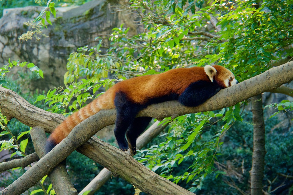 多摩動物公園