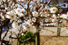 【2017.02.01】上野恩賜公園