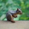 井の頭自然園 リスの小径