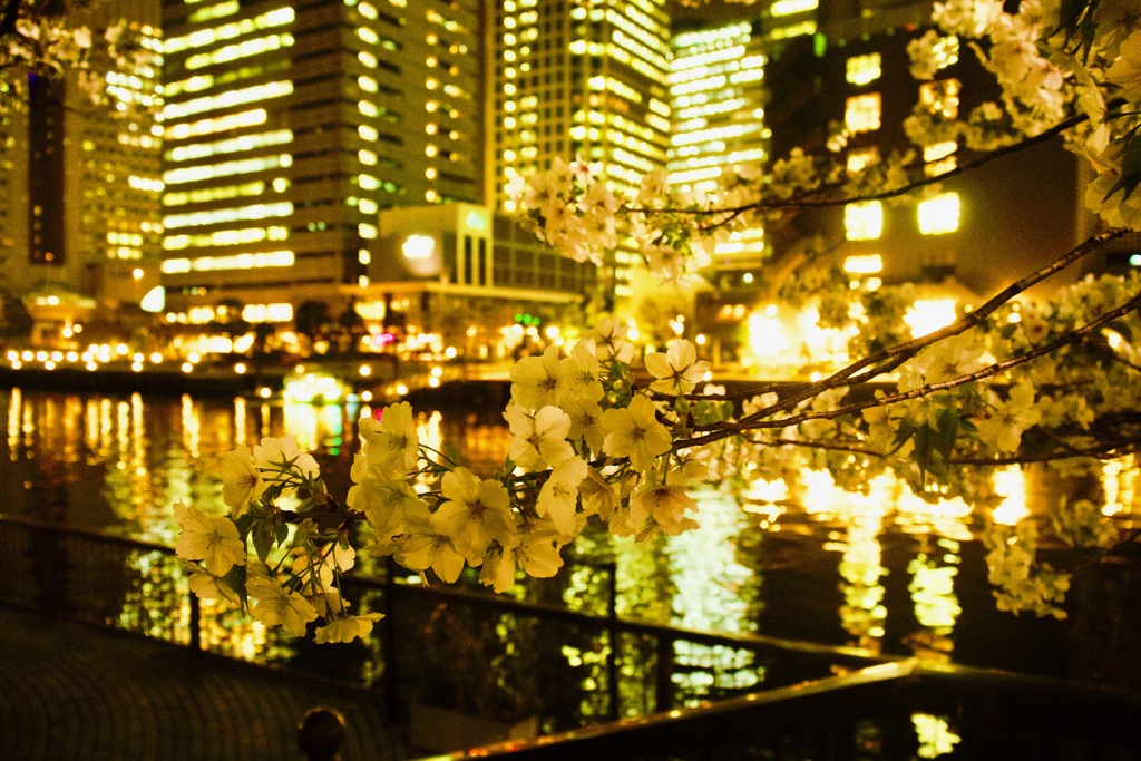 夜桜