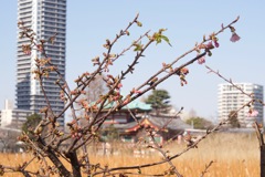 【2017.02.01】上野恩賜公園