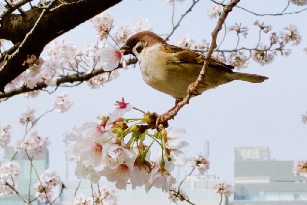 桜の蜜吸う雀