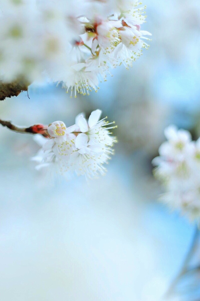 春の風のように