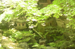 niwa