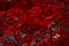真紅のカーテン