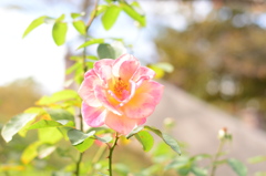 薔薇