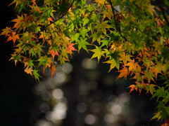 晩秋の小山田緑地