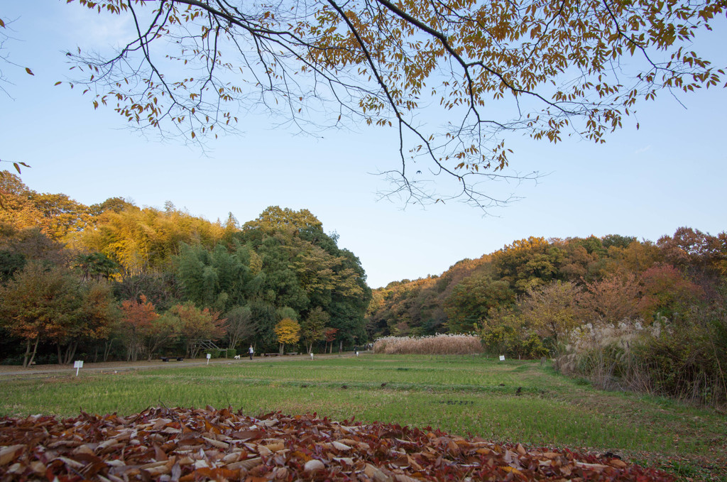 晩秋の座間谷戸山公園　#5