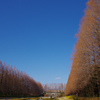 相模原公園のメタセコイア　＃１