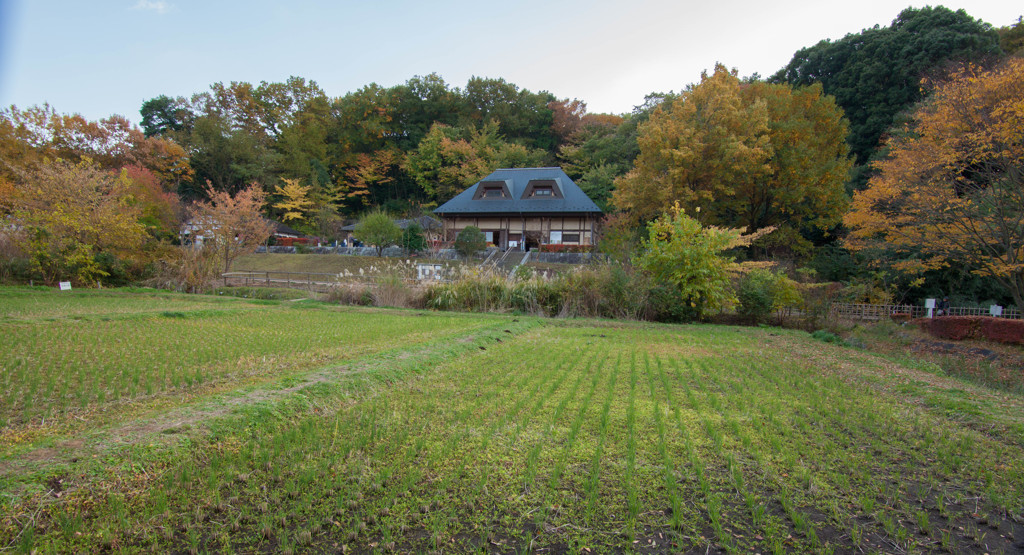 晩秋の座間谷戸山公園　#7