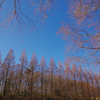 相模原公園のメタセコイア　＃２