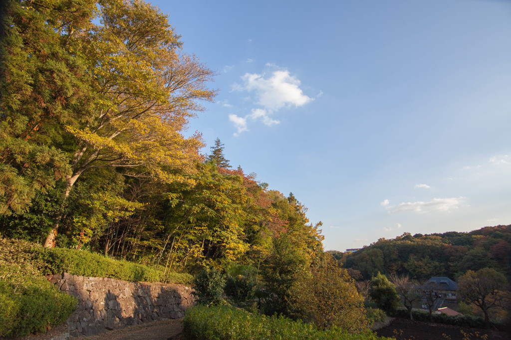 晩秋の座間谷戸山公園　#4