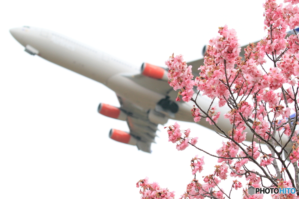 河津桜