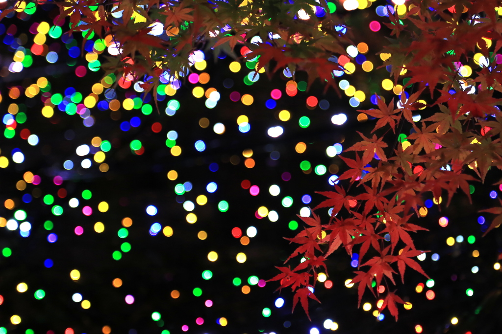 紅葉×イルミネーション