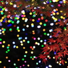 紅葉×イルミネーション
